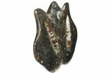 Fossil Goniatite & Orthoceras Sculpture - Morocco #111022-1
